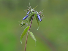 Phlox divaricata divaricata