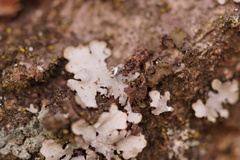 Synchita undata