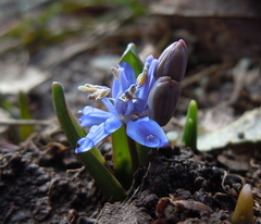 Scilla vindobonensis