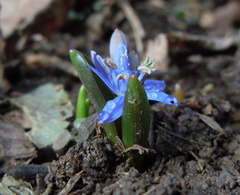 Scilla vindobonensis