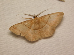 Petelia medardaria