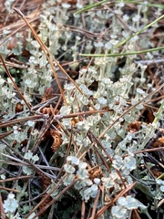 Cladonia rappii