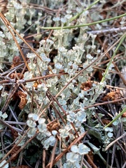 Cladonia rappii