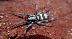 Latonigena