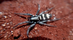 Latonigena