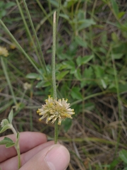 Gomphrena perennis