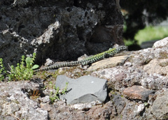 Podarcis muralis nigriventris