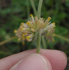 Gomphrena perennis