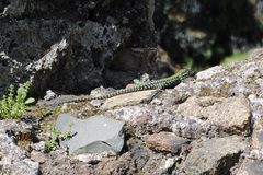 Podarcis muralis nigriventris