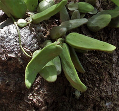Dischidia major