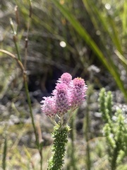 Lachnospermum umbellatum