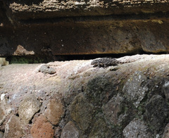 Tarentola mauritanica