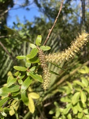 Salix caroliniana image
