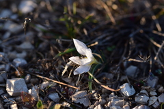Colchicum hungaricum