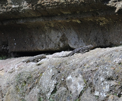 Tarentola mauritanica