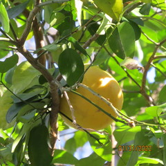 Image of Citrus × aurantium