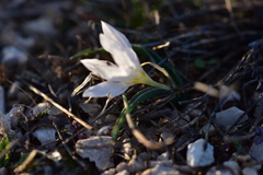 Colchicum hungaricum