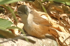 Cantorchilus modestus