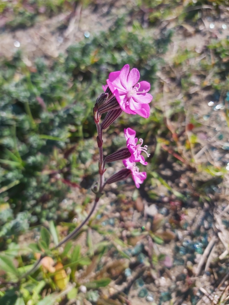 Red campion