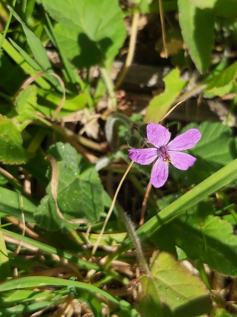 Soft Stork's-bill