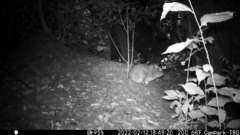Dendrohyrax arboreus