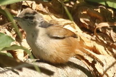 Cantorchilus modestus