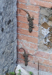 Tarentola mauritanica