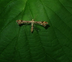 Platyptilia calodactyla