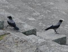 Corvus cornix