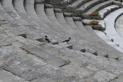 Corvus cornix