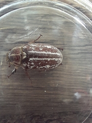 Anoxia orientalis
