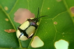 Alagoasa libentina