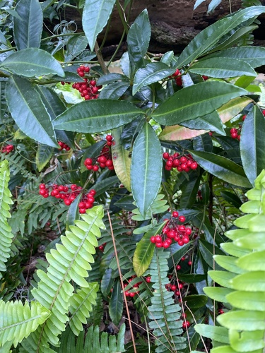 Ardisia crenata image