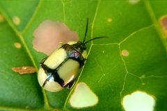 Alagoasa libentina