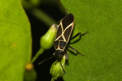 Craspeduchus xanthostaurus