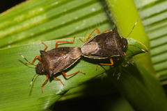 Mormidea hamulata