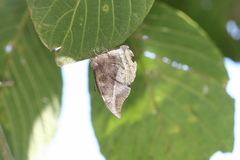 Memphis mora orthesia