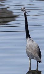 Egretta tricolor image