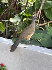 Ortalis poliocephala