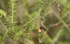 Acacia torringtonensis