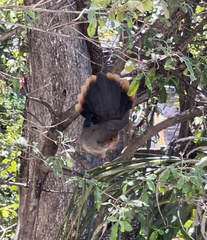 Ortalis poliocephala