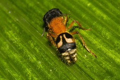Pseudomethoca spixi