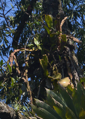 Rhipsalis pachyptera