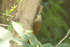 Xiphorhynchus fuscus