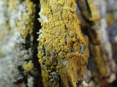 Candelariella xanthostigma