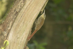 Xiphorhynchus fuscus