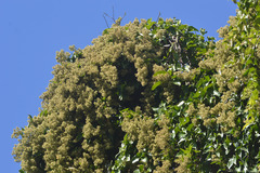 Mikania glomerata