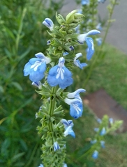 Salvia uliginosa