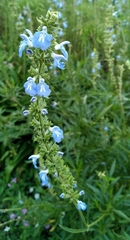 Salvia uliginosa