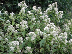 Lorentzianthus viscidus